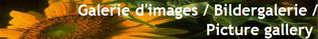  Galerie d'images / Bildergalerie /
Picture gallery 